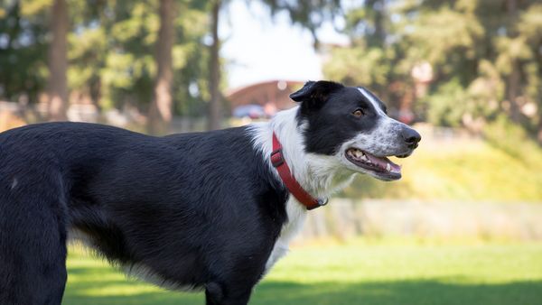 Find McNab puppies for sale