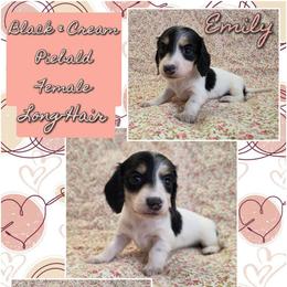 EMILY 3500 - Black and cream female Dachshund puppy in Gatesville, Texas from CJ's Dach Dynasty