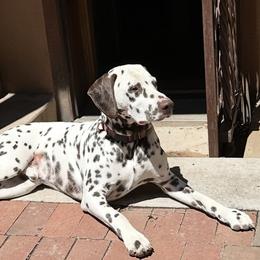 Dalmatians from Storm & Blue's Dalmatian Pups