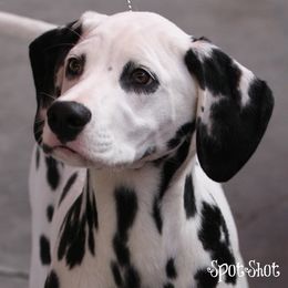 Dalmatian Puppies from Spothaven Dalmatians