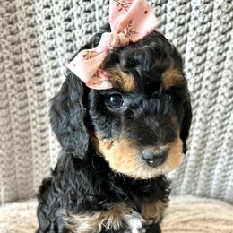 Bernedoodles and Goldendoodles from AzDoodle Dandies