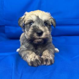 CAINE - Wheaten male Miniature Schnauzer puppy in Pisgah, Alabama from Mashburns Little Munchkins