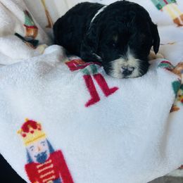 Steel - Tri-color male Bernedoodle puppy in Arabi, Georgia from Huckadoodle Farm