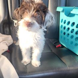 Willie - Brown and white male Cockapoo puppy in Ellensburg, Washington from Dawn to Dusk Cockapoos