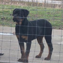 Mia - Black and tan female Rottweiler puppy in Stanton, Kentucky from Vom Hause Alistair