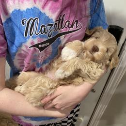 Miniature Schnauzer Puppies from Hardcastle Family Schnauzer’s