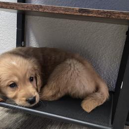 Golden Retrievers from Rodgers Retrievers