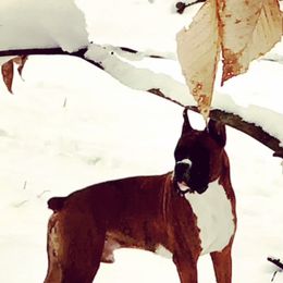 Boxer All Grown Up from Duck Creek Kennels