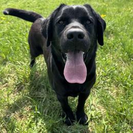 Hazel - Black female Labrador Retriever puppy in North East, Pennsylvania from Newara’s Dog House LLC