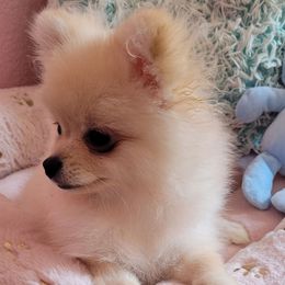 Guero - Cream male Pomeranian puppy in Riverside, California from Marie's Sweetie Poms