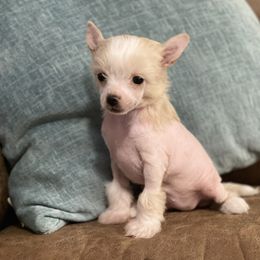 Chinese Crested Puppies from Willow Creek Cresteds, Riverview Doodles