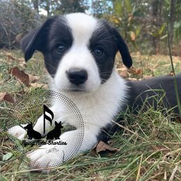 Ozzy - Cardigan Welsh Corgi