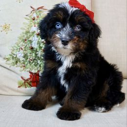 Cherry - female Australian Mountain Doodle puppy in Murray, Utah from Sun Valley Doodles