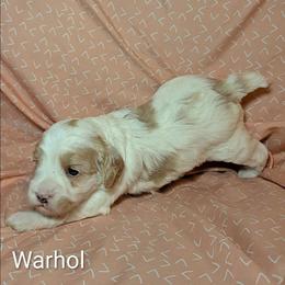 Warhol - Red and white male Cockapoo puppy in Sunset, Louisiana from Cano Cockapoos