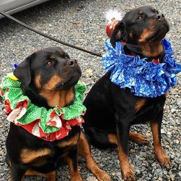 Rottweilers from Double Mills Rottweilers