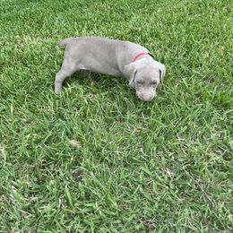 Girl 6 - Weimaraner puppy in Lone Camp, Texas from Bullard’s Weimaraners