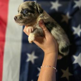 Buzz - Blue merle male Miniature Australian Shepherd puppy in Arlington, Texas from CopperHead Aussies