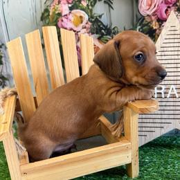 Frank - Red male Dachshund puppy in Lakeland, Florida from Cynthia’s Royal Dachshunds