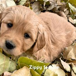 Golden Retriever Puppies from North Star Goldens
