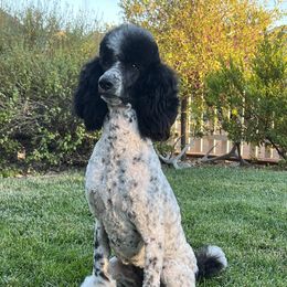 Labradoodles, Labrador Retrievers, and Poodles from L & R Kennel