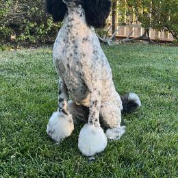 Labradoodles, Labrador Retrievers, and Poodles from L & R Kennel