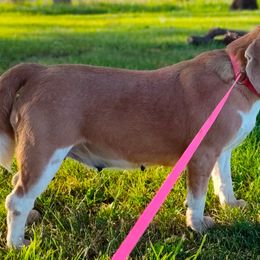 Ashley - Beagle