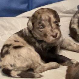 Trixie - Chocolate merle female Bernedoodle puppy in Williston, Florida from Tera Caldwell