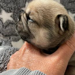 Nugget - Fawn and white female French Bulldog puppy in Kerens, West Virginia from Leather & Lace