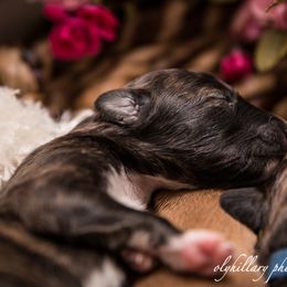 Silken Windhound Puppies from Amethyst Silken Windhounds
