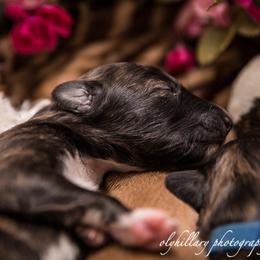 Silken Windhound Puppies from Amethyst Silken Windhounds
