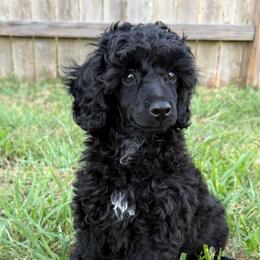 AKC Bella - Purple - Black female Poodle puppy in Baytown, Texas from Charlotte & Co. Miniature Poodles