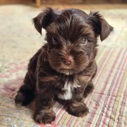 Girl 1 - Chocolate and tan female Yorkshire Terrier puppy in Mountain Grove, Missouri from Precious Puppies