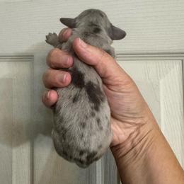 Willie - Dapple male Dachshund puppy in Knoxville, Tennessee from East TN Dachshunds