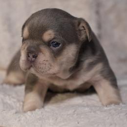 French Bulldog puppies from McDaniel Farm and Fowl
