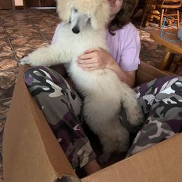 Poodle Puppies from Ocala Standard Poodles