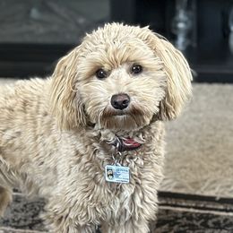 Kya - Australian Labradoodle