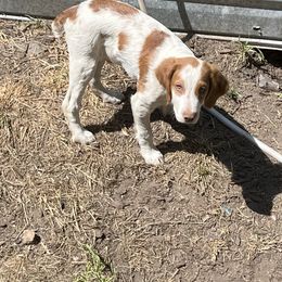 Boy 2 - Orange and white male Brittany puppy in Carson, Washington from Wind Mountain Kennels