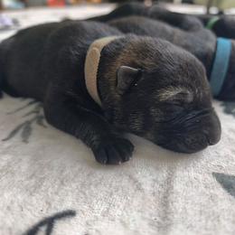 Steel - Sable male German Shepherd puppy in Southern Maryland, Maryland from Reddington Shepherds