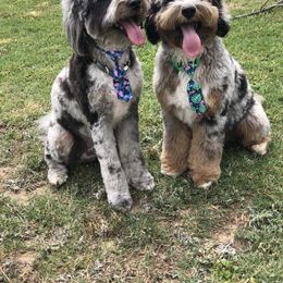 Aussiedoodle Puppies from Johnson’s Highland Pride Aussiedoodles