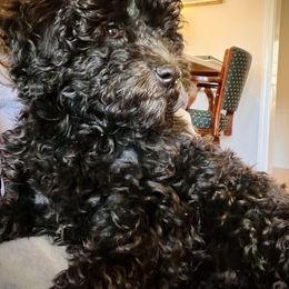 Goldendoodle Puppies from Christi's Goldendoodles