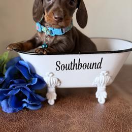 Blue - Chocolate and tan male Dachshund puppy in Leoma, Tennessee from Southbound Kennel