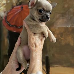 Chihuahua Puppies from Linda's Chihuahuas