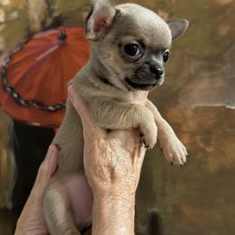 Chihuahua Puppies from Linda's Chihuahuas