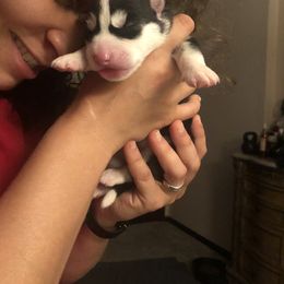 Siberian Husky Puppies from Lovi’s Fur Babies LLC