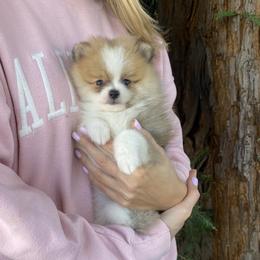 Boy 3 - male Pomeranian puppy in Citrus Heights, California from Yev and Marina's Pomeranians (AKC)