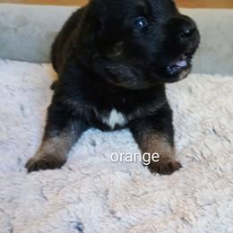 Orange - Black and tan male German Shepherd puppy in Dawsonville, Georgia from Vom Aussenseiter