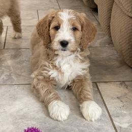 Mercy - Apricot female Goldendoodle puppy in Sugarcreek, Ohio from True Hearted Doodles