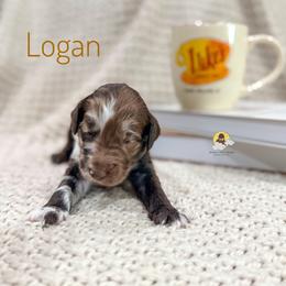 Logan - Merle male Goldendoodle puppy in Dallas County, Texas from Dream A Little Doodle