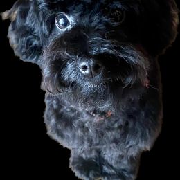 Cricket - Goldendoodle