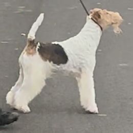 Wire Fox Terrier All Grown Up from Kaunala Wire Fox Terriers